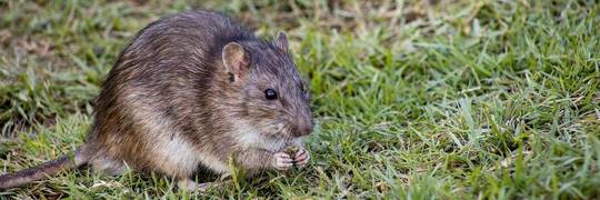 Wrocław idzie na wojnę ze szczurami. Mieszkańcom, którzy się nie przyłączą grozi 500 zł mandatu