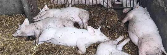 Приклад організації навчального процесу у Польщі